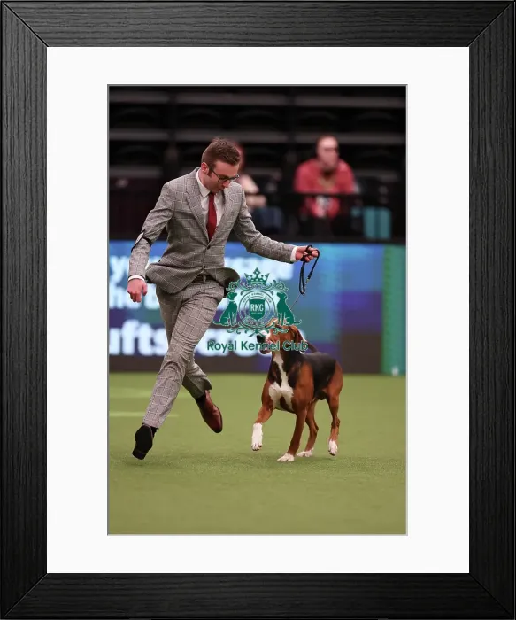 Framed Print : Reagan Graham from Cumbria with Larsson, a Hamiltonstovare, which was the Best of Breed winner today (Saturday 11. 03. 23), the third day of Crufts 2023, at the NEC Birmingham. Reagan Graham from Cumbria with Larsson, a Hamiltonstovare Framed Print : Reagan Graham from Cumbria with Larsson, a Hamiltonstovare, which was the Best of Breed winner today (Saturday 11. 03. 23), the third day of Crufts 2023, at the NEC Birmingham. Reagan Graham from Cumbria with Larsson, a Hamiltonstovare