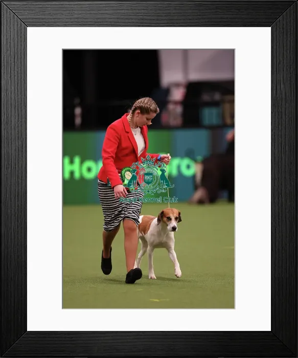 Framed Print : Alysha Branchflower from Bridgewater with Havoc, a Harrier, which was the Best of Breed winner today (Saturday 11. 03. 23), the third day of Crufts 2023, at the NEC Birmingham. Alysha Branchflower from Bridgewater with Havoc, a Harrier Framed Print : Alysha Branchflower from Bridgewater with Havoc, a Harrier, which was the Best of Breed winner today (Saturday 11. 03. 23), the third day of Crufts 2023, at the NEC Birmingham. Alysha Branchflower from Bridgewater with Havoc, a Harrier