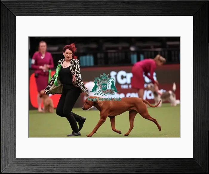 Framed Print : Jane Anthony from Northern Ireland with Khan, a Rhodesian Ridgeback, which was the Best of Breed winner today (Saturday 11. 03. 23), the third day of Crufts 2023, at the NEC Birmingham