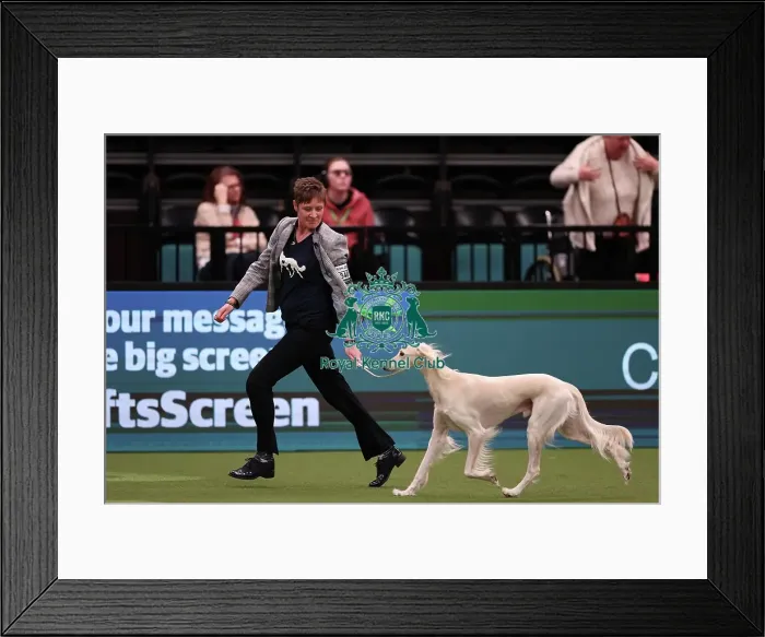Framed Print : Michelle Ulyatt and Linda Aldous from Bexhill on Sea with Storm a Saluki, which was the Best of Breed winner today (Saturday 11. 03. 23), the third day of Crufts 2023, at the NEC Birmingham