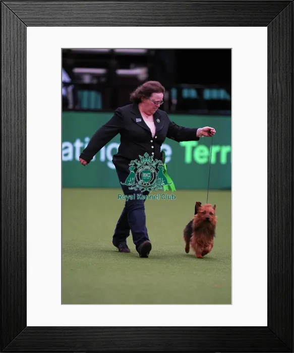 Framed Print : Ruth Jones from Midwales with Blake, a Australian Terrier, which was the Best of Breed winner today (Saturday 11. 03. 23), the third day of Crufts 2023, at the NEC Birmingham. Ruth Jones from Midwales with Blake, a Australian Terrier Framed Print : Ruth Jones from Midwales with Blake, a Australian Terrier, which was the Best of Breed winner today (Saturday 11. 03. 23), the third day of Crufts 2023, at the NEC Birmingham. Ruth Jones from Midwales with Blake, a Australian Terrier