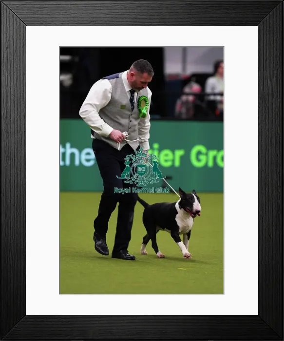 Framed Print : Hilary and Jimmy Gilpin from Arnside with Boots, a Border Terrier, which was the Best of Breed winner today (Saturday 11. 03. 23), the third day of Crufts 2023, at the NEC Birmingham