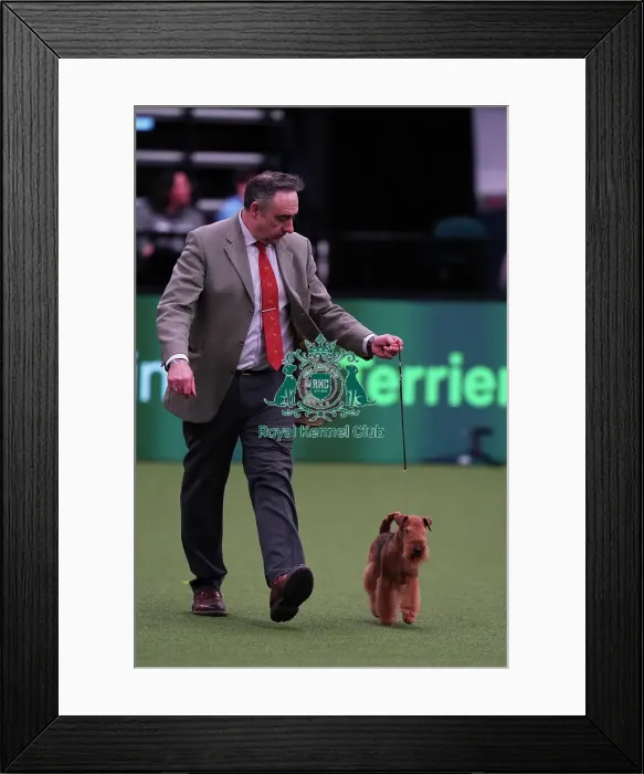Framed Print : Andrew Westwood from Dudley with Mac, a Lakeland Terrier, which was the Best of Breed winner today (Saturday 11. 03. 23), the third day of Crufts 2023, at the NEC Birmingham. Andrew Westwood from Dudley with Mac, a Lakeland Terrier Framed Print : Andrew Westwood from Dudley with Mac, a Lakeland Terrier, which was the Best of Breed winner today (Saturday 11. 03. 23), the third day of Crufts 2023, at the NEC Birmingham. Andrew Westwood from Dudley with Mac, a Lakeland Terrier