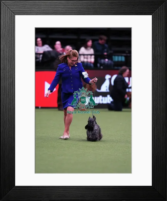 Framed Print : Rebecca Cross from Pennsylvania, USA, with Jasper, a Scottish Terrier, which was the Best of Breed winner today (Saturday 11. 03. 23), the third day of Crufts 2023, at the NEC Birmingham. Rebecca Cross from Pennsylvania, USA, with Jasper Framed Print : Rebecca Cross from Pennsylvania, USA, with Jasper, a Scottish Terrier, which was the Best of Breed winner today (Saturday 11. 03. 23), the third day of Crufts 2023, at the NEC Birmingham. Rebecca Cross from Pennsylvania, USA, with Jasper