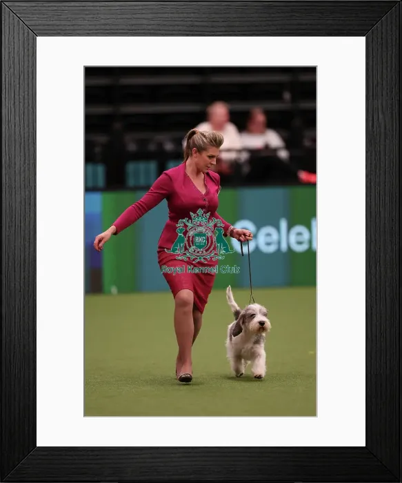 Framed Print : Antonia Leech from Wiltshire with Cushla, a Basset Fauve de Bretagne, which was the Best of Breed winner today (Saturday 11. 03. 23), the third day of Crufts 2023, at the NEC Birmingham Framed Print : Antonia Leech from Wiltshire with Cushla, a Basset Fauve de Bretagne, which was the Best of Breed winner today (Saturday 11. 03. 23), the third day of Crufts 2023, at the NEC Birmingham
