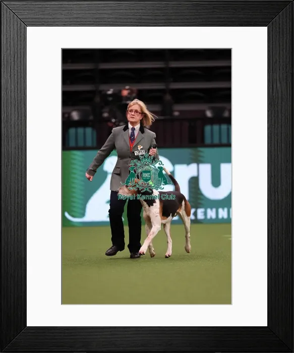 Framed Print : Rosemary Griffiths from Cheshire with Corister, a Foxhound, which was the Best in Group winner today (Saturday 11. 03. 23), the third day of Crufts 2023, at the NEC Birmingham Framed Print : Rosemary Griffiths from Cheshire with Corister, a Foxhound, which was the Best in Group winner today (Saturday 11. 03. 23), the third day of Crufts 2023, at the NEC Birmingham