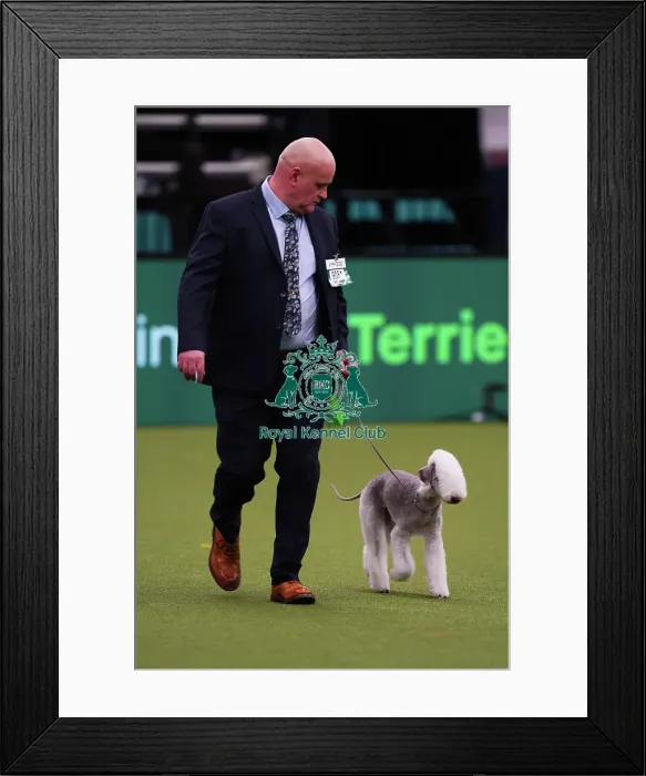 Framed Print : John McNally from Consett with Daisy, a Bedlington Terrier, which was the Best of Breed winner today (Saturday 11. 03. 23), the third day of Crufts 2023, at the NEC Birmingham Framed Print : John McNally from Consett with Daisy, a Bedlington Terrier, which was the Best of Breed winner today (Saturday 11. 03. 23), the third day of Crufts 2023, at the NEC Birmingham