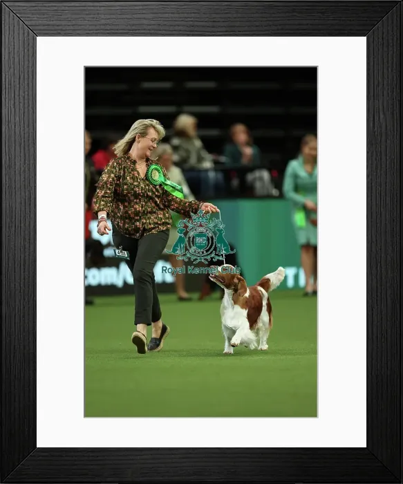 Framed Print : Christina Drottsgard and Gudrun Brownstrom from Sweden with Archie, a Welsh Springer Spaniel, which was the Best of Breed winner today (Thursday 09. 03. 23), the first day of Crufts 2023, at the NEC Birmingham Framed Print : Christina Drottsgard and Gudrun Brownstrom from Sweden with Archie, a Welsh Springer Spaniel, which was the Best of Breed winner today (Thursday 09. 03. 23), the first day of Crufts 2023, at the NEC Birmingham