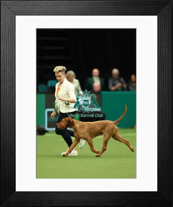 Framed Print : Jo Lumasia from Lanark with Nacho, a Wirehaired Vizsla, which was the Best of Breed winner today (Thursday 09. 03. 23), the first day of Crufts 2023, at the NEC Birmingham Framed Print : Jo Lumasia from Lanark with Nacho, a Wirehaired Vizsla, which was the Best of Breed winner today (Thursday 09. 03. 23), the first day of Crufts 2023, at the NEC Birmingham