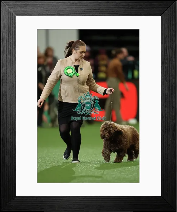 Framed Print : Viktoria Kyselova from Slovakia with Taco, a Spanish Water Dog, which was the Best of Breed winner today (Thursday 09. 03. 23), the first day of Crufts 2023, at the NEC Birmingham Framed Print : Viktoria Kyselova from Slovakia with Taco, a Spanish Water Dog, which was the Best of Breed winner today (Thursday 09. 03. 23), the first day of Crufts 2023, at the NEC Birmingham