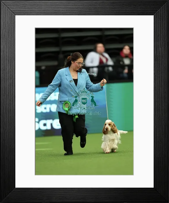 Framed Print : Rebecca Govik and Theres Johansson from Sweden with Barra, a Cocker Spaniel, which was the Best of Breed winner today (Thursday 09. 03. 23), the first day of Crufts 2023, at the NEC Birmingham Framed Print : Rebecca Govik and Theres Johansson from Sweden with Barra, a Cocker Spaniel, which was the Best of Breed winner today (Thursday 09. 03. 23), the first day of Crufts 2023, at the NEC Birmingham