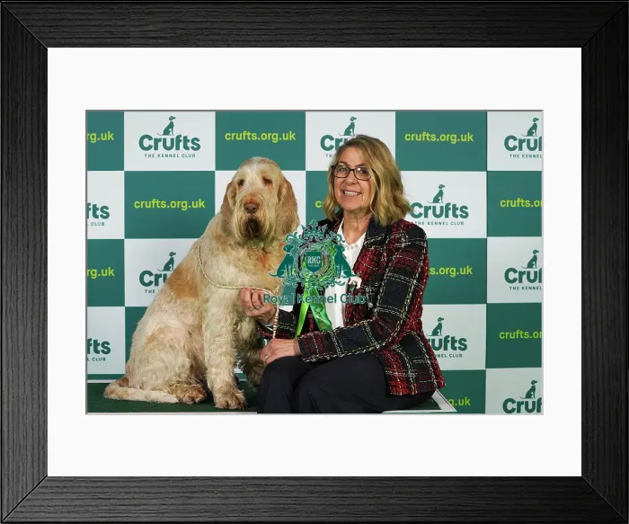 Framed Print : Trudi Jones from Pembrokeshire with Flossy, an Italian Spinone, which was the Best of Breed winner today (Thursday 09. 03. 23), the first day of Crufts 2023, at the NEC Birmingham Framed Print : Trudi Jones from Pembrokeshire with Flossy, an Italian Spinone, which was the Best of Breed winner today (Thursday 09. 03. 23), the first day of Crufts 2023, at the NEC Birmingham