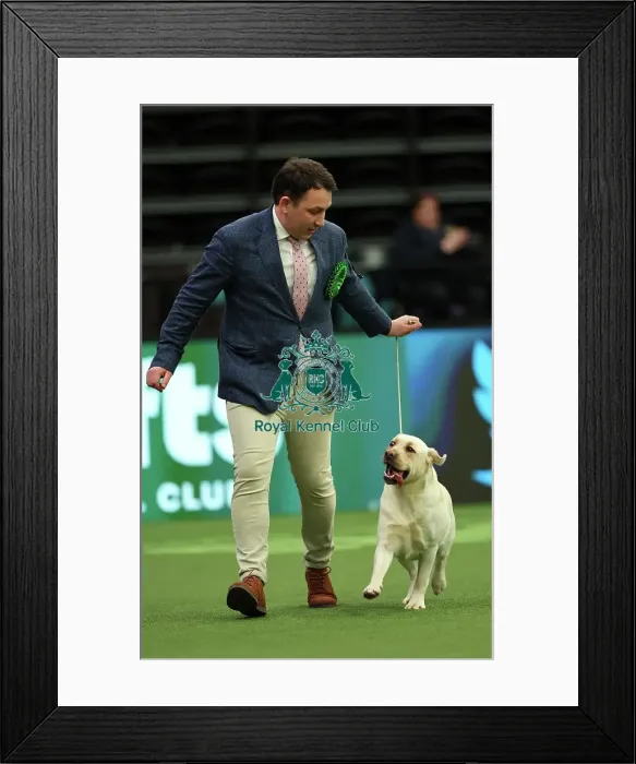 Framed Print : Ed Casey from South Warwickshire with Ada, a Labrador, which was the Best of Breed winner today (Thursday 09. 03. 23), the first day of Crufts 2023, at the NEC Birmingham Framed Print : Ed Casey from South Warwickshire with Ada, a Labrador, which was the Best of Breed winner today (Thursday 09. 03. 23), the first day of Crufts 2023, at the NEC Birmingham