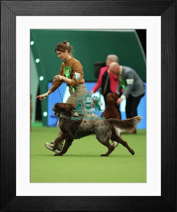 Framed Print : Annemiek Vanroon and Sophie Roels from Holland with Jack, a German Longhaired Pointer, which was the Best of Breed winner today (Thursday 09. 03. 23), the first day of Crufts 2023, at the NEC Birmingham Framed Print : Annemiek Vanroon and Sophie Roels from Holland with Jack, a German Longhaired Pointer, which was the Best of Breed winner today (Thursday 09. 03. 23), the first day of Crufts 2023, at the NEC Birmingham