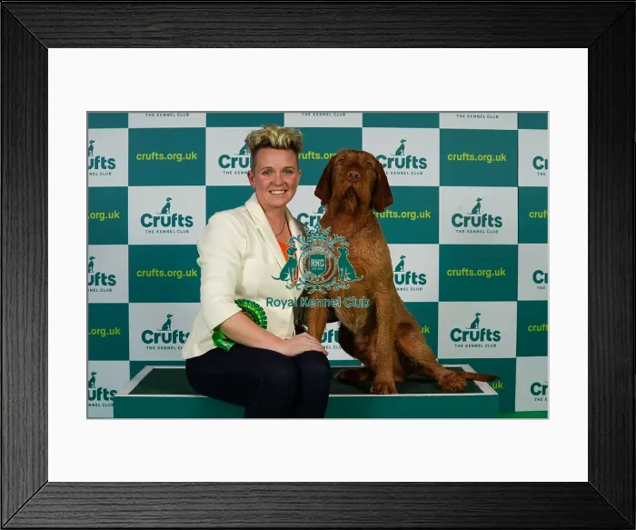Framed Print : Jo Lumasia from Lanark with Nacho, a Wirehaired Vizsla, which was the Best of Breed winner today (Thursday 09. 03. 23), the first day of Crufts 2023, at the NEC Birmingham Framed Print : Jo Lumasia from Lanark with Nacho, a Wirehaired Vizsla, which was the Best of Breed winner today (Thursday 09. 03. 23), the first day of Crufts 2023, at the NEC Birmingham