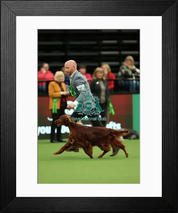 Framed Print : Blake Crocker from Somerset with Gloria, an Irish Setter, which was the Best of Breed winner today (Thursday 09. 03. 23), the first day of Crufts 2023, at the NEC Birmingham Framed Print : Blake Crocker from Somerset with Gloria, an Irish Setter, which was the Best of Breed winner today (Thursday 09. 03. 23), the first day of Crufts 2023, at the NEC Birmingham