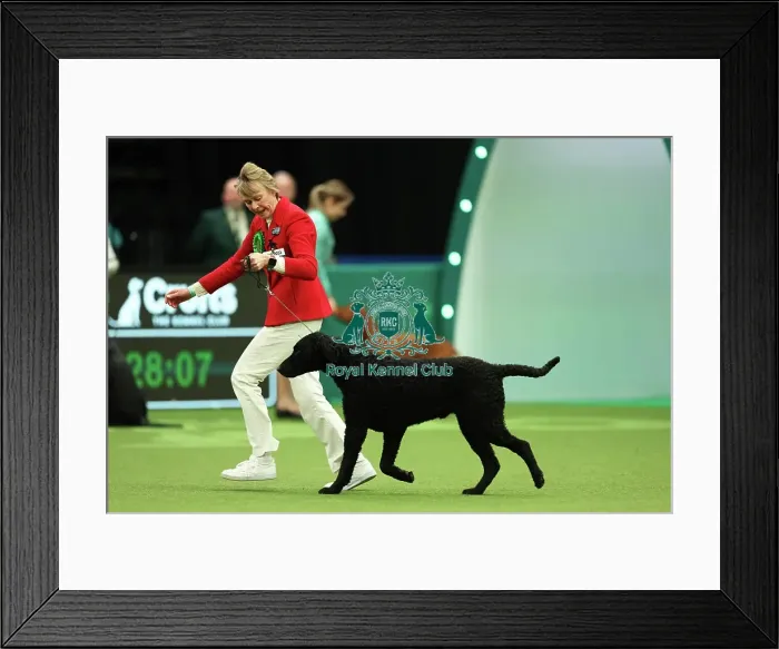 Framed Print : Maggie Stephens from Cynghordy with Tarzan, a Curly coated Retriever, which was the Best of Breed winner today (Thursday 09. 03. 23), the first day of Crufts 2023, at the NEC Birmingham Framed Print : Maggie Stephens from Cynghordy with Tarzan, a Curly coated Retriever, which was the Best of Breed winner today (Thursday 09. 03. 23), the first day of Crufts 2023, at the NEC Birmingham