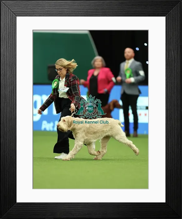 Framed Print : Trudi Jones from Pembrokeshire with Flossy, an Italian Spinone, which was the Best of Breed winner today (Thursday 09. 03. 23), the first day of Crufts 2023, at the NEC Birmingham Framed Print : Trudi Jones from Pembrokeshire with Flossy, an Italian Spinone, which was the Best of Breed winner today (Thursday 09. 03. 23), the first day of Crufts 2023, at the NEC Birmingham