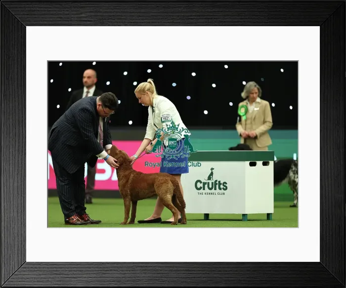 Framed Print : Joy Middleton from Leatherhead with Hebe, Retriever Chesapeake Bay, which was the Best of Breed winner today (Thursday 09. 03. 23), the first day of Crufts 2023, at the NEC Birmingham Framed Print : Joy Middleton from Leatherhead with Hebe, Retriever Chesapeake Bay, which was the Best of Breed winner today (Thursday 09. 03. 23), the first day of Crufts 2023, at the NEC Birmingham