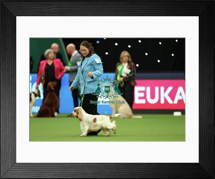 Framed Print : Rebecca Govik and Theres Johansson from Sweden with Barra, a Cocker Spaniel, which was the Best of Breed winner today (Thursday 09. 03. 23), the first day of Crufts 2023, at the NEC Birmingham Framed Print : Rebecca Govik and Theres Johansson from Sweden with Barra, a Cocker Spaniel, which was the Best of Breed winner today (Thursday 09. 03. 23), the first day of Crufts 2023, at the NEC Birmingham