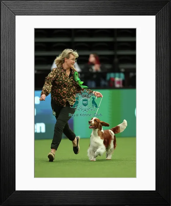 Framed Print : Christina Drottsgard and Gudrun Brownstrom from Sweden with Archie, a Welsh Springer Spaniel, which was the Best of Breed winner today (Thursday 09. 03. 23), the first day of Crufts 2023, at the NEC Birmingham Framed Print : Christina Drottsgard and Gudrun Brownstrom from Sweden with Archie, a Welsh Springer Spaniel, which was the Best of Breed winner today (Thursday 09. 03. 23), the first day of Crufts 2023, at the NEC Birmingham
