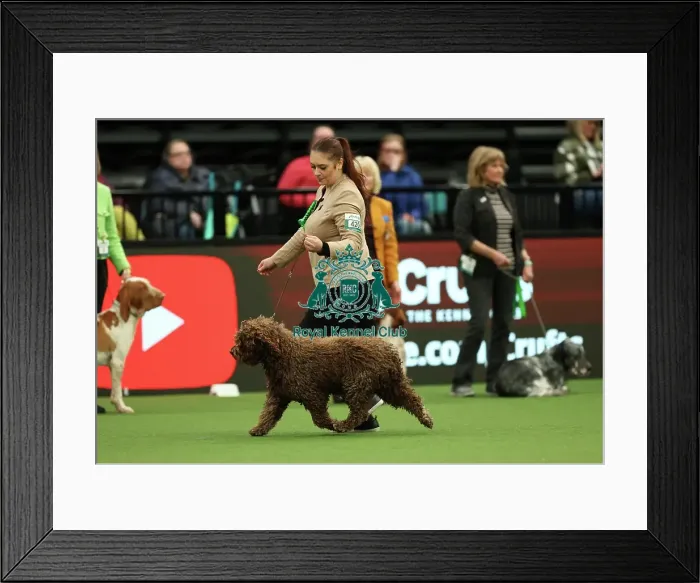 Framed Print : Viktoria Kyselova from Slovakia with Taco, a Spanish Water Dog, which was the Best of Breed winner today (Thursday 09. 03. 23), the first day of Crufts 2023, at the NEC Birmingham Framed Print : Viktoria Kyselova from Slovakia with Taco, a Spanish Water Dog, which was the Best of Breed winner today (Thursday 09. 03. 23), the first day of Crufts 2023, at the NEC Birmingham