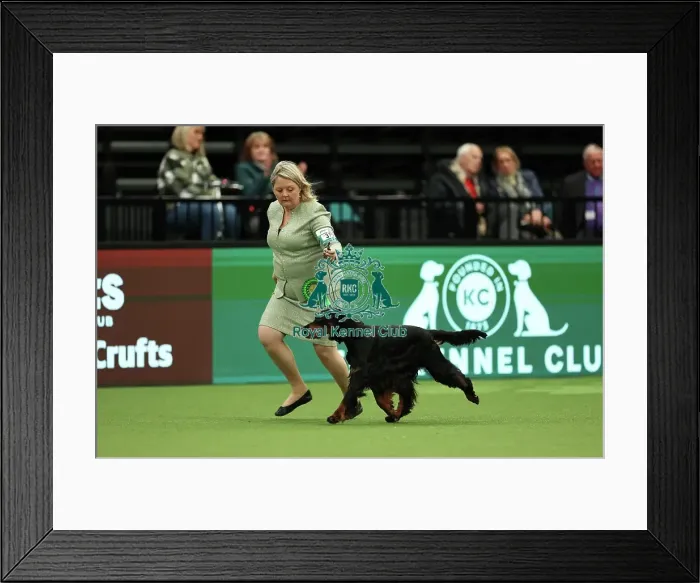 Framed Print : Sarah Loakes and Jean Collins-Pitman from Edmondbyers with Vegas a Gordon Setter which was the Best of Breed winner today (Thursday 09. 03. 23), the first day of Crufts 2023, at the NEC Birmingham Framed Print : Sarah Loakes and Jean Collins-Pitman from Edmondbyers with Vegas a Gordon Setter which was the Best of Breed winner today (Thursday 09. 03. 23), the first day of Crufts 2023, at the NEC Birmingham