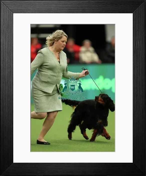 Framed Print : Sarah Loakes from Edmondbyers with Vegas a Gordon Setter which was the Best of Breed winner today (Thursday 09. 03. 23), the first day of Crufts 2023, at the NEC Birmingham Framed Print : Sarah Loakes from Edmondbyers with Vegas a Gordon Setter which was the Best of Breed winner today (Thursday 09. 03. 23), the first day of Crufts 2023, at the NEC Birmingham