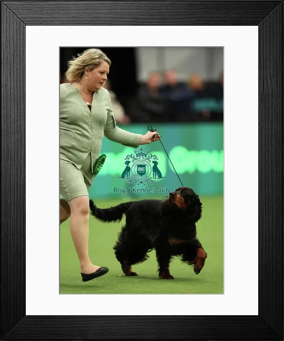 Framed Print : Sarah Loakes and Jean Collins-Pitman from Edmondbyers with Vegas a Gordon Setter which was the Best of Breed winner today (Thursday 09. 03. 23), the first day of Crufts 2023, at the NEC Birmingham Framed Print : Sarah Loakes and Jean Collins-Pitman from Edmondbyers with Vegas a Gordon Setter which was the Best of Breed winner today (Thursday 09. 03. 23), the first day of Crufts 2023, at the NEC Birmingham