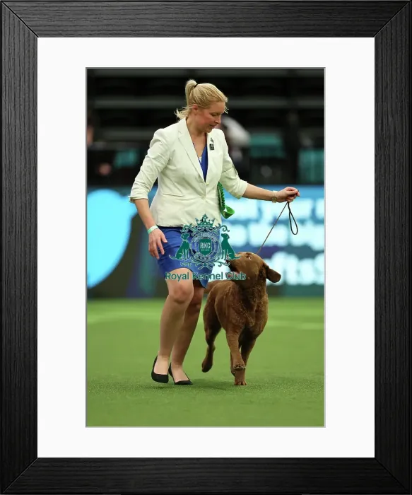 Framed Print : Joy Middleton from Leatherhead with Hebe, Retriever Chesapeake Bay, which was the Best of Breed winner today (Thursday 09. 03. 23), the first day of Crufts 2023, at the NEC Birmingham Framed Print : Joy Middleton from Leatherhead with Hebe, Retriever Chesapeake Bay, which was the Best of Breed winner today (Thursday 09. 03. 23), the first day of Crufts 2023, at the NEC Birmingham
