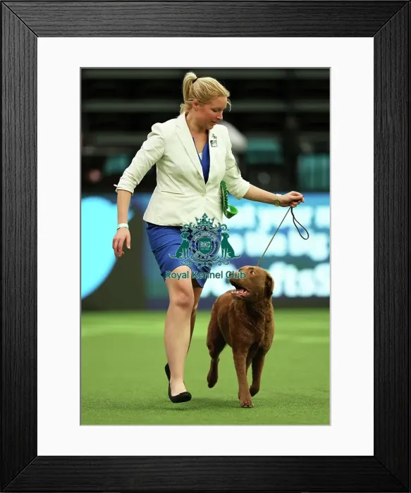 Framed Print : Joy Middleton from Leatherhead with Hebe, Retriever Chesapeake Bay, which was the Best of Breed winner today (Thursday 09. 03. 23), the first day of Crufts 2023, at the NEC Birmingham Framed Print : Joy Middleton from Leatherhead with Hebe, Retriever Chesapeake Bay, which was the Best of Breed winner today (Thursday 09. 03. 23), the first day of Crufts 2023, at the NEC Birmingham