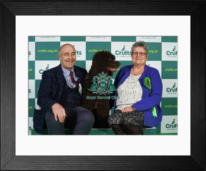 Framed Print : John Hackett and Angela Williams from Sunderland with Finn, an Irish Water Spaniel, which was the Best of Breed winner today (Thursday 09. 03. 23), the first day of Crufts 2023, at the NEC Birmingham Framed Print : John Hackett and Angela Williams from Sunderland with Finn, an Irish Water Spaniel, which was the Best of Breed winner today (Thursday 09. 03. 23), the first day of Crufts 2023, at the NEC Birmingham