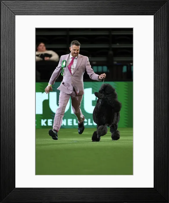 Framed Print : Philip Langdon with their Poodle, called Jake, in the 150th Anniversary Class today (Thursday 09. 03. 2023) at Crufts 2023 Framed Print : Philip Langdon with their Poodle, called Jake, in the 150th Anniversary Class today (Thursday 09. 03. 2023) at Crufts 2023