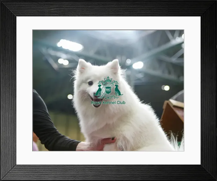 Framed Print : Best Of Breed Dogs And People Small Dog Cute Framed Print : Best Of Breed Dogs And People Small Dog Cute
