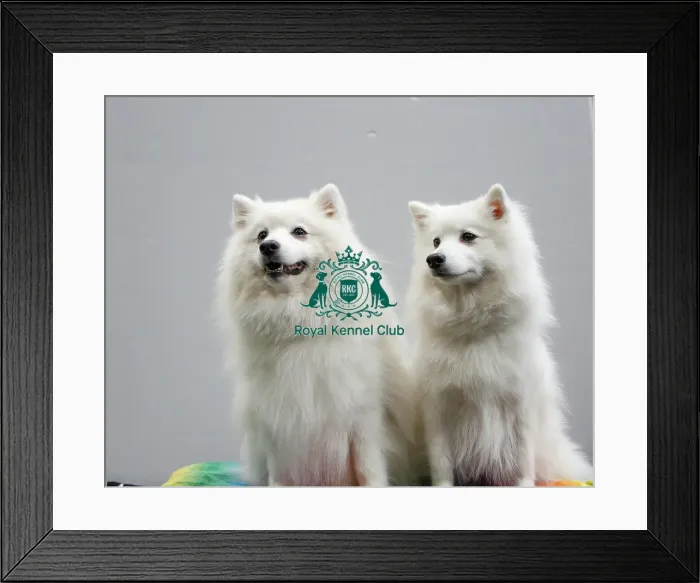 Framed Print : Best Of Breed Dogs And People Small Dog Cute Framed Print : Best Of Breed Dogs And People Small Dog Cute