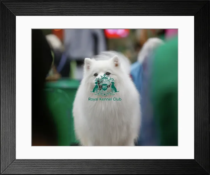 Framed Print : Best Of Breed Dogs And People Small Dog Cute Framed Print : Best Of Breed Dogs And People Small Dog Cute