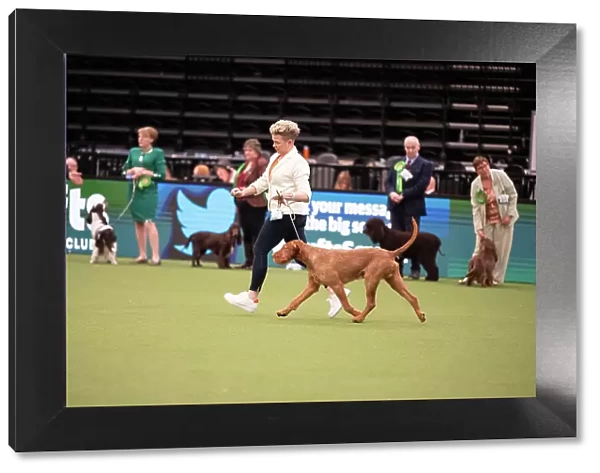 Best of Breed Hungarian Wirehaired Vizsla 2023