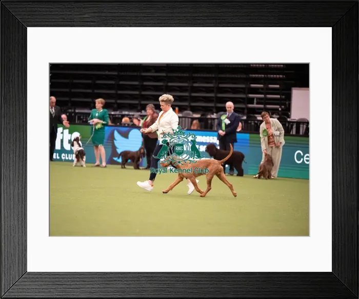 Framed Print : Best of Breed Hungarian Wirehaired Vizsla 2023 Framed Print : Best of Breed Hungarian Wirehaired Vizsla 2023
