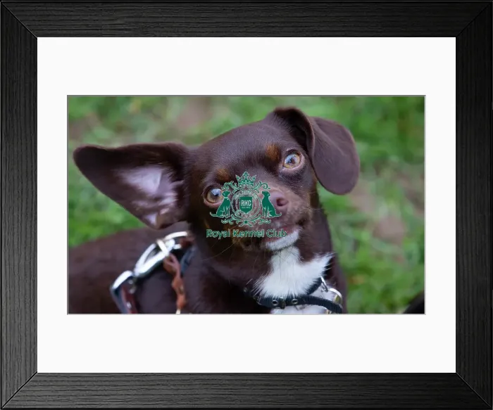 Framed Print : Scruffts Newbury Framed Print : Scruffts Newbury