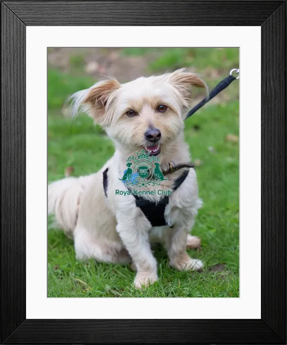 Framed Print : Scruffts Newbury Framed Print : Scruffts Newbury