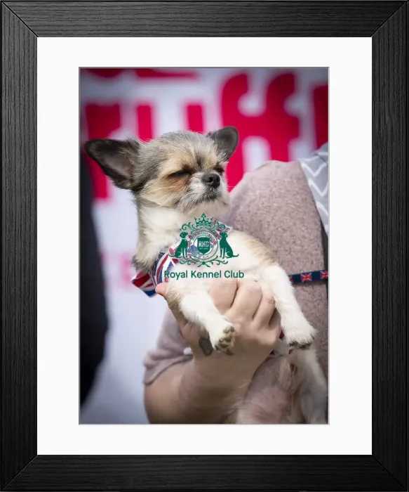 Framed Print : Scruffts Hylands Park Framed Print : Scruffts Hylands Park