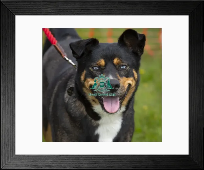 Framed Print : Scruffts Hylands Park Framed Print : Scruffts Hylands Park