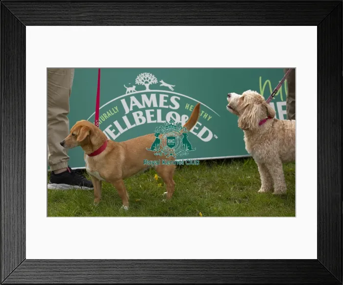 Framed Print : Scruffts Hylands Park Framed Print : Scruffts Hylands Park
