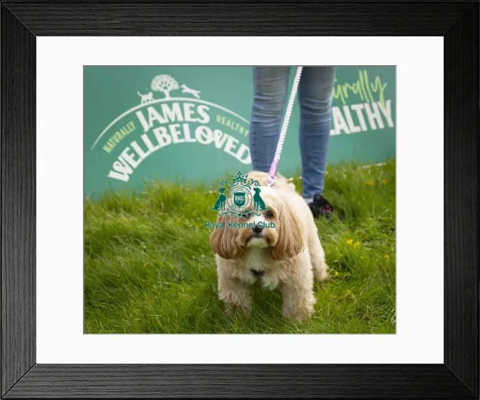 Framed Print : Scruffts Hylands Park Framed Print : Scruffts Hylands Park