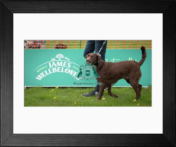 Framed Print : Scruffts Hylands Park Framed Print : Scruffts Hylands Park