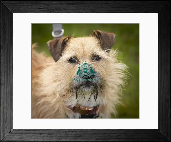 Framed Print : Scruffts Hylands Park Framed Print : Scruffts Hylands Park