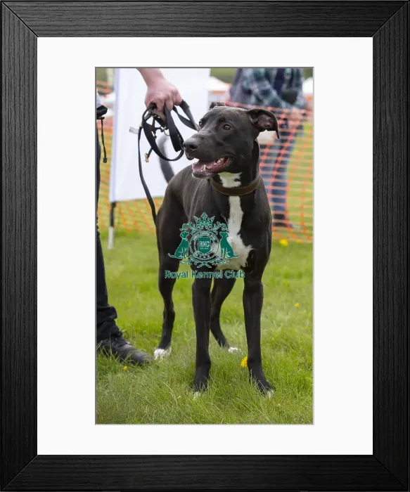 Framed Print : Scruffts Hylands Park Framed Print : Scruffts Hylands Park