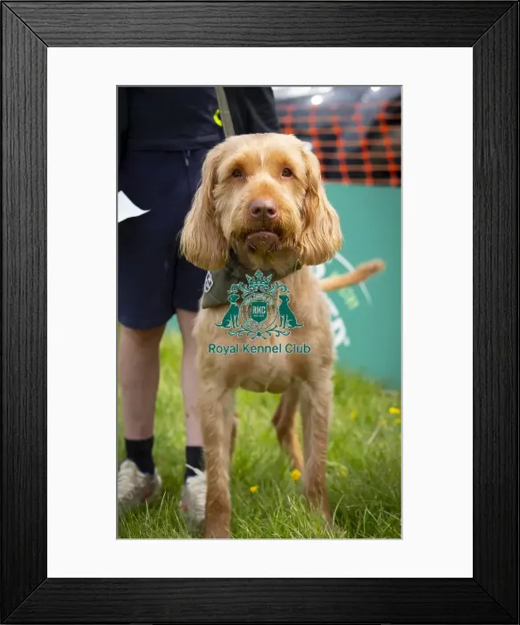 Framed Print : Scruffts Hylands Park Framed Print : Scruffts Hylands Park