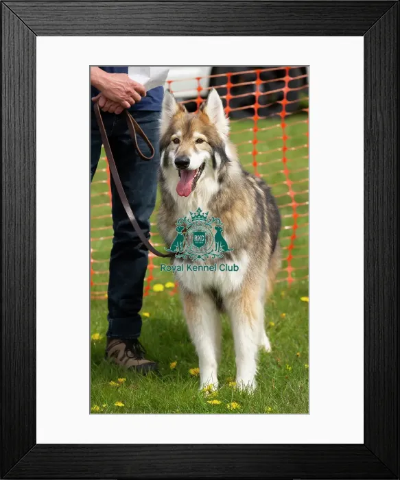 Framed Print : Scruffts Hylands Park