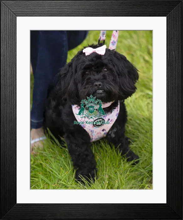 Framed Print : Scruffts Hylands Park Framed Print : Scruffts Hylands Park